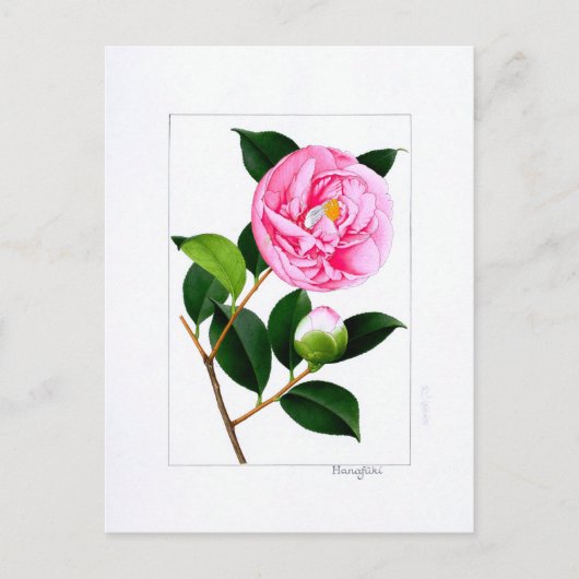 Carte Postale Camellia Plate: Hanafuki (Devant)