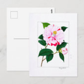 Carte Postale Camellia Plate: Kayoidori (Devant / Derrière)