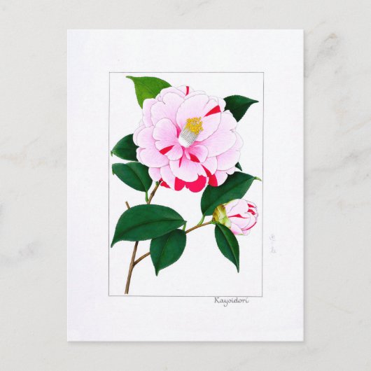 Carte Postale Camellia Plate: Kayoidori (Devant)