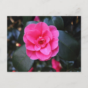 Carte Postale Camellia rose