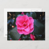 Carte Postale Camellia rose (Devant / Derrière)