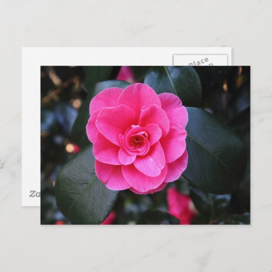 Carte Postale Camellia rose (Devant / Derrière)