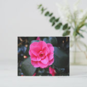 Carte Postale Camellia rose (Debout devant)