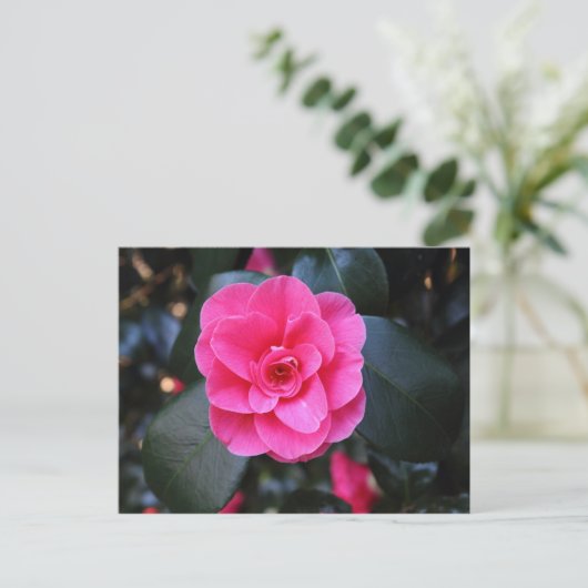 Carte Postale Camellia rose (Debout devant)