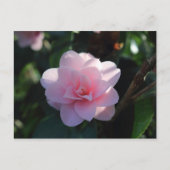 Carte Postale Camellia rose (Devant)
