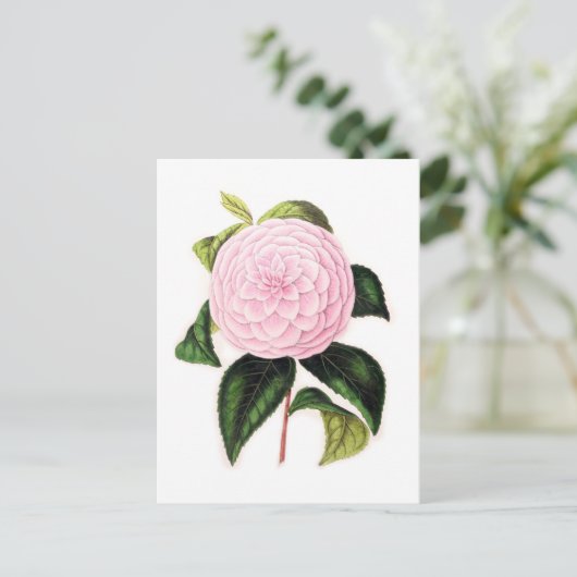 Carte Postale Camellia rose (Debout devant)