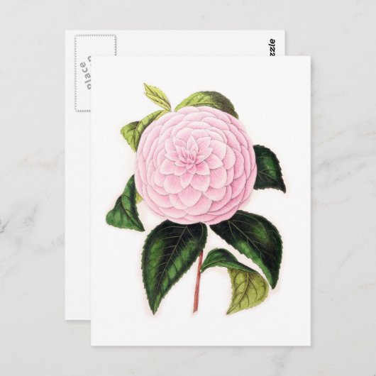Carte Postale Camellia rose (Devant / Derrière)