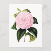 Carte Postale Camellia rose (Devant)