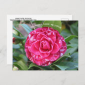 Carte Postale Camellia rouge (Devant / Derrière)