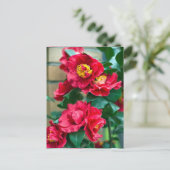 Carte Postale Camellia rouge (Debout devant)