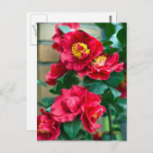 Carte Postale Camellia rouge (Devant / Derrière)