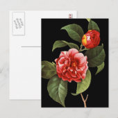 Carte Postale Camellia rouge, 1833 (Devant / Derrière)