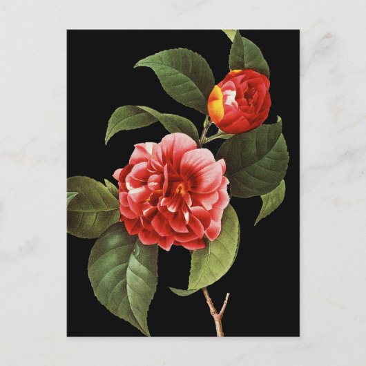 Carte Postale Camellia rouge, 1833 (Devant)