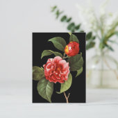 Carte Postale Camellia rouge, 1833 (Debout devant)