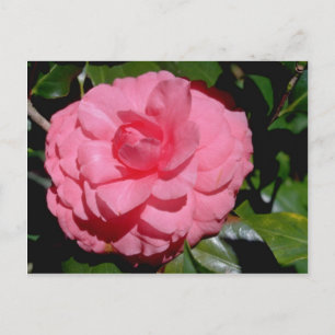 Carte Postale Camellia rouge, fleurs japonica