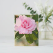 Carte Postale Camellia sasanqua "Otome" [Carte postale] (Debout devant)