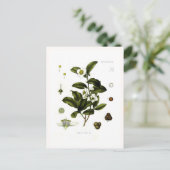 Carte Postale Camellia sinensis (thé) (Debout devant)