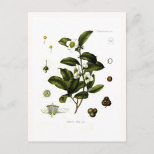 Carte Postale Camellia sinensis (thé)
