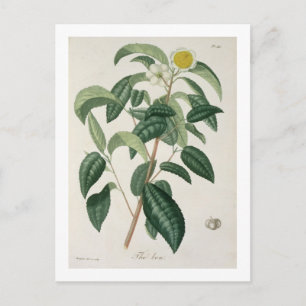 Carte Postale Camellia Thea from 'phytographie medicale' by Jose