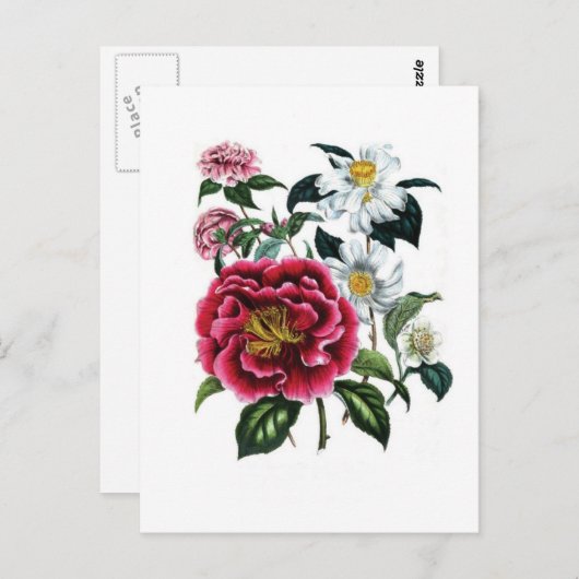 Carte Postale Camellias par Jane Loudon (Devant / Derrière)