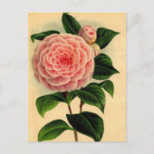 Carte Postale camellie (Devant)