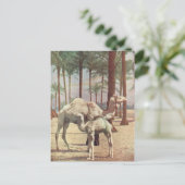 Carte Postale Camels (Debout devant)