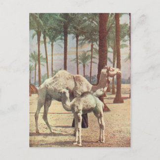 Carte Postale Camels