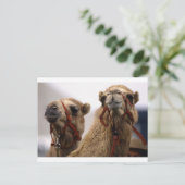 Carte Postale Camels (Debout devant)