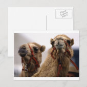 Carte Postale Camels (Devant / Derrière)