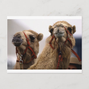 Carte Postale Camels