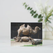Carte Postale Camels (Debout devant)