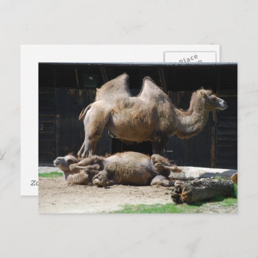 Carte Postale Camels (Devant / Derrière)