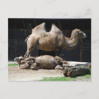 Carte Postale Camels