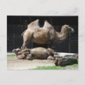 Carte Postale Camels (Devant)