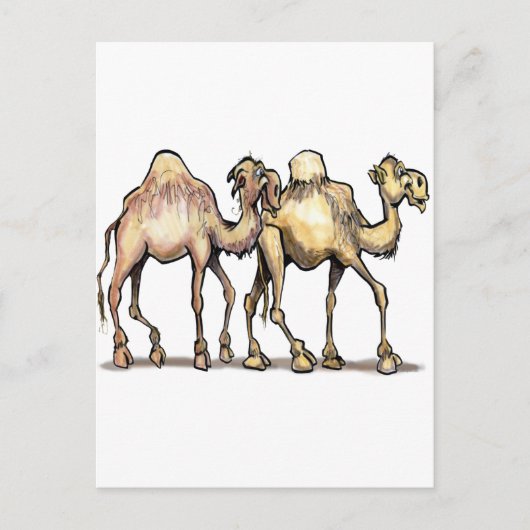 Carte Postale Camels (Devant)