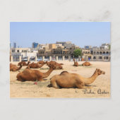 Carte Postale Camels à Doha (Devant)