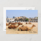 Carte Postale Camels à Doha (Devant / Derrière)