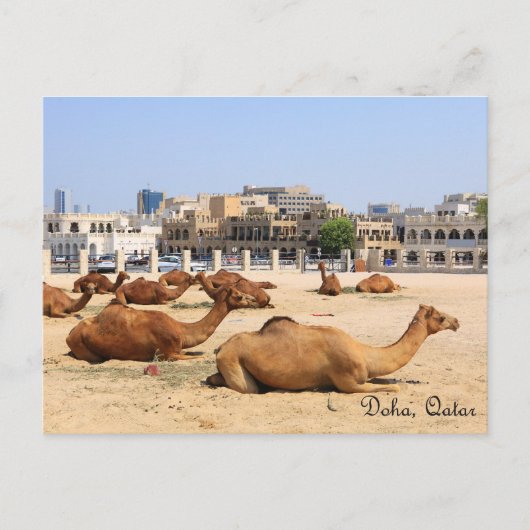 Carte Postale Camels à Doha (Devant)