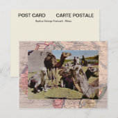 Carte Postale Camels à louer (Devant / Derrière)