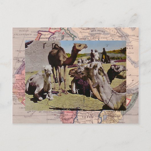 Carte Postale Camels à louer (Devant)