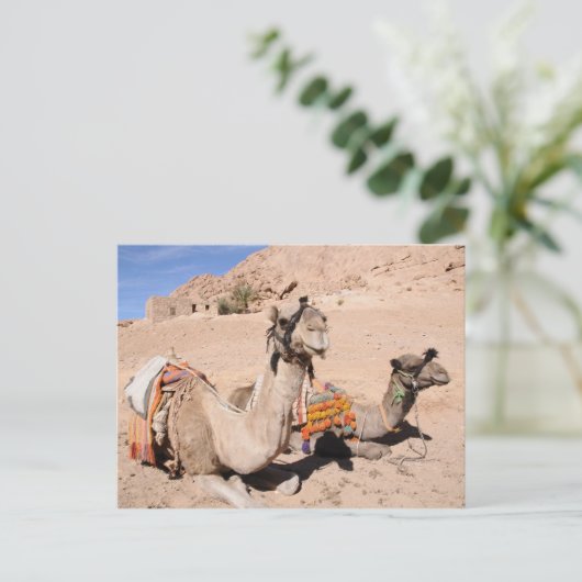 Carte Postale Camels dans le désert à Sainte-Catherine (Debout devant)