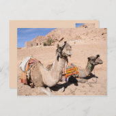 Carte Postale Camels dans le désert à Sainte-Catherine (Devant / Derrière)