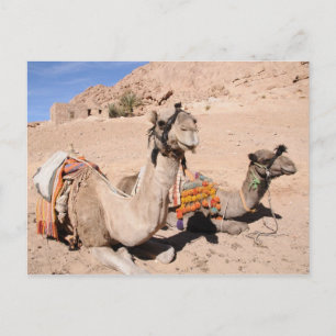 Carte Postale Camels dans le désert à Sainte-Catherine