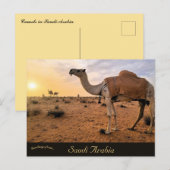 Carte Postale Camels en Arabie Saoudite (Devant / Derrière)