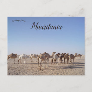 Carte Postale Camels en Mauritanie