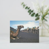 Carte Postale Camels, Lanzarote (Debout devant)