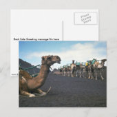 Carte Postale Camels, Lanzarote (Devant / Derrière)