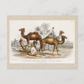 Carte Postale Camels of India Illustration Vintage, 1820 (Devant)