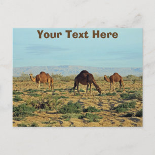 Carte Postale Camels personnalisables, Tunisie