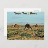 Carte Postale Camels personnalisables, Tunisie (Devant / Derrière)